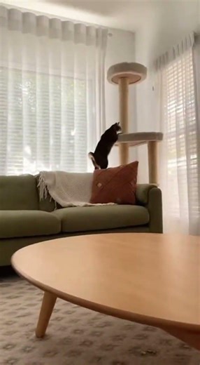 The Post-Relief Zoomies
