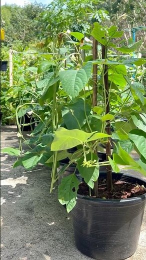 #Houseplants #2026 #726 Pumpkin | Cucurbita pepo | Cucurbitaceae | Cucurbits | Winter Squash | Kaddu