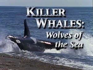 National Geographic—Killer Whales: Wolves of the Sea (1993)