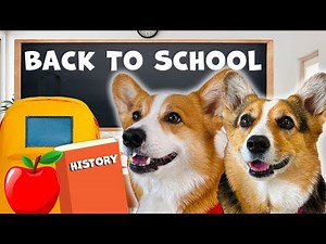 DOGS GO BACK TO SCHOOL | Hammy & Olivia Compilation
