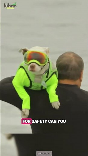 Surfing Dogs Are the Best Athletes You’ll Ever See! 🏄‍♂️🐶🌊