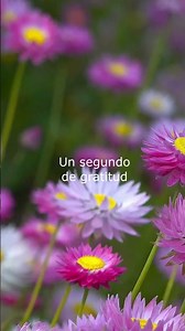 Un segundo de gratitud #agradecer #meditacionguiada #meditar