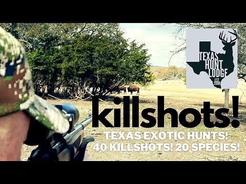 40 Kill Shots! Texas Exotic and Whitetail Deer Hunts at Texas Hunt Lodge!