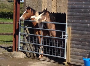 Equine law firm adopts 2 rescue ponies - Horse & Hound
