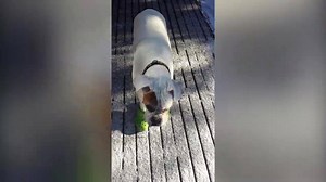 This adorable boxer dog loves his crocs and is not afraid to show it! When his owner asks him to bring her the bright green crocs, he can't help but put them on himself and strut over to her in style! This adorable pup will take any opportunity to wear his favorite pair of shoes! | America's Funniest Home Videos