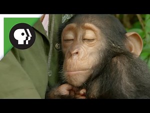 Orphaned Baby Chimp Snuggles with Caregiver