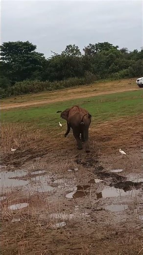 Nature’s Comedy Baby Elephant Chasing Birds in Udawalawa #elephantattack #travel #elephant