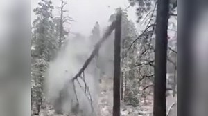 After freezing rain: Trees break in half