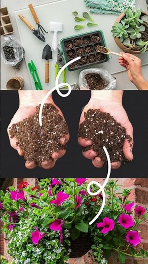 What Soil You Should Use for Starting Seeds