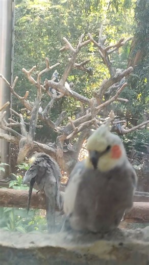 different types bird