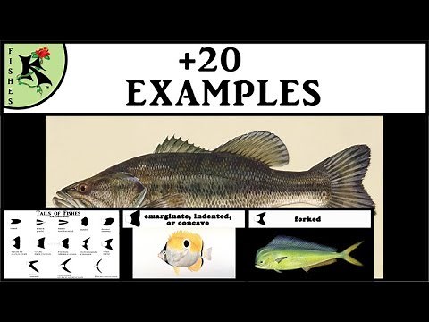 Tails of Fishes - Rounded, Square, etc. - Great, Easy Info! Fish Smarter | Koaw Nature