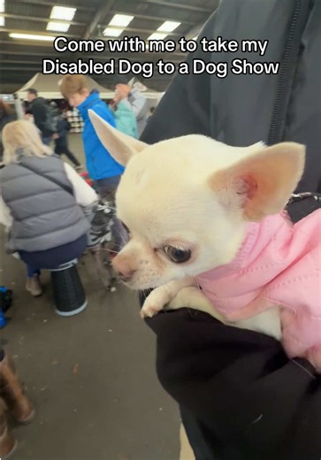 Join the Dog Show Adventure with Pickle Blonde