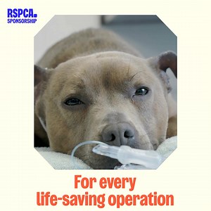 What does it take to transform dogs' lives? You can Sponsor dog kennels for £6.50 a month to help rescued dogs recover. 💙🐶 | RSPCA (England & Wales)