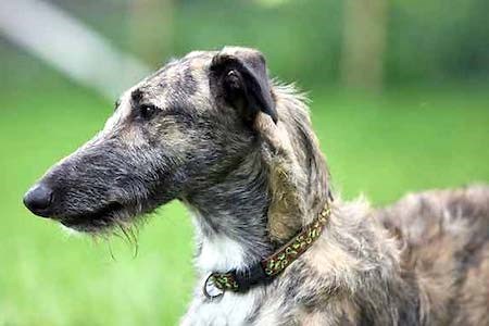Lurcher - Ultimate Guide (Health, Temperament, Trainability & More!)