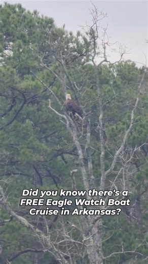 🦅 It’s eagle watch season in Russellville! Winter is the best time to spot bald eagles along the Arkansas River, and Lake Dardanelle State Park is one of the top places to see them. Even better? The park offers FREE Eagle Watch Cruises that give you an up-close look at eagles soaring, perched in trees, or fishing along the shoreline. 🛥️ Reservations are required — be sure to call ahead to save your spot! 📞 479-967-5516 Bundle up, bring your binoculars, and enjoy one of winter’s most unforgett