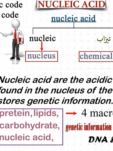 Understanding Nucleic Acid: A Beginner's Guide