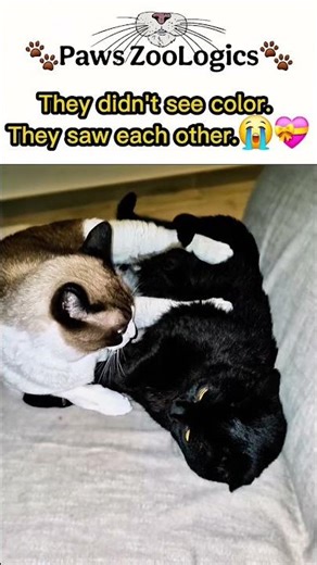 POV: Two Cats Proved That True Love Has No Color And We Are Crying 😭❤️ #shorts #youtubeshorts #cat