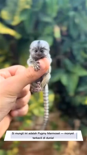 Pygmy Marmoset — Si Primata Mini yang Super Pintar! " #PygmyMarmoset #FaktaHewan #MonyetMini #HewanUnik #HewanLucu #FaktaMenarik #AnimalFacts #TinyMonkey #NaturePulse #WildlifeShorts #CuteAnimals #PrimataTerkecil #FaktaAlam | Bang An | Facebook
