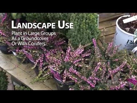 Kramer's Red Heather