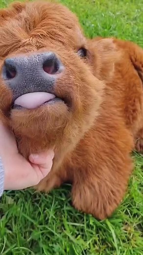 Adorable Mini Cow Compilation | Funny Farm Animals Video