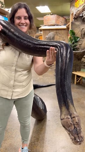 The Reptile Zoo on Instagram: "One beautiful reticulated python and did I leave out one heavy snake😱 morph is a sunfire golden child • • #big #beautiful #giant #snake #reelsinstagram #insta #reptile #style #video #reels #heavy #animals #animalsofinstagram #animals"