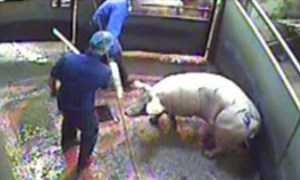 Slaughterhouse worker caught throwing and kicking sheep and pigs