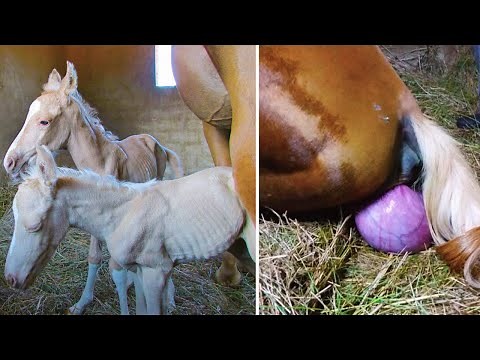 A Pregnant Mare In South Africa Gave Birth To Unexpectedly Rare Twin Foals