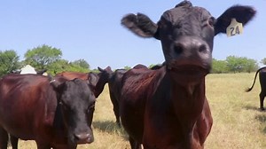 US reduces beef exports as cattle herd shrinks, squeezing Tyson Foods