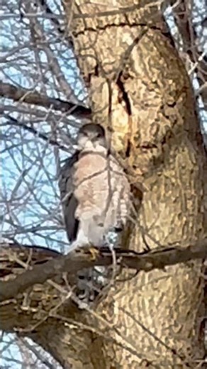 Cooper’s /Sharp Shined Hawk #hawks#coopershawk#hawker #hawkking #backyardbirds #birdspotter#birding