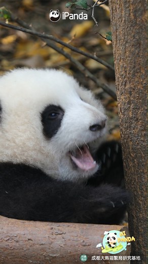 385K views · 10K reactions | When the panda baby roars, even the Nian beast trembles in fear. Don't worry! I've already scared the Nian beast away! (He Hua) #HiPanda #ChengduPandaBase #PandaMoment #PandaFun #HappyChineseNewYear For more panda information, please check out: https://en.ipanda.com | iPanda | Facebook
