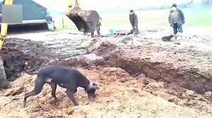 养狗千日用狗一时，挖掘机一铲，让你知道什么叫老鼠成灾