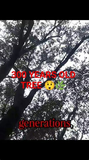 300-Year-Old Wild Olive Tree #WildOlive#AncientTree#300YearsOld#NatureHistory#RuralLife