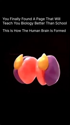 Explaining Biology on Instagram: "🧠 This Is How the Human Brain Is Formed The human brain begins its incredible journey just three weeks after fertilization! During early development, a structure called the neural tube forms — this tube later becomes the brain and spinal cord. The forebrain develops into areas responsible for thinking, memory, and emotions. The midbrain helps with movement and visual processing. The hindbrain controls breathing, balance, and heart rate. By the time a baby is bo