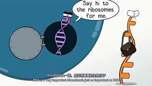 生物动画视频|DNA和RNA有何区别？