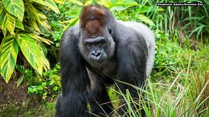Houston zoo mourns death of silverback gorilla