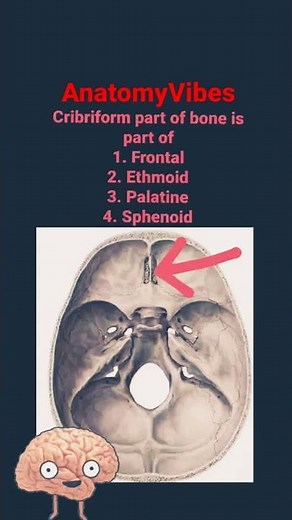 Cribriform Plate | Ethmoid Bone | Skull | Anatomy #anatomy #neuroscience #neuro #brain #neuroanatomy