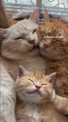 Soo cute Cat 🥰😍❤️❤️ #cat #alienremix #prettycat #funny #prettyfunny #viral2025 #greenalien #memes