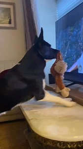 5.8K views · 187K reactions | Watch Barney’s Reaction and facial expressions. #kingkong #reaction #react | Stephen Kelleher | Facebook