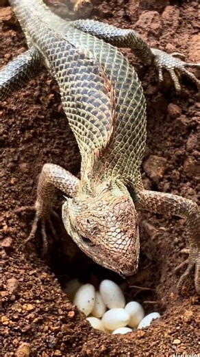 Why do lizards bury their eggs in the soil? #shorts #lizard #animalfacts