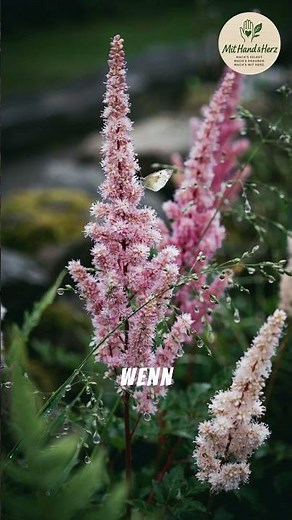 🌼 Staudenportrait: Astilbe (Prachtspiere)