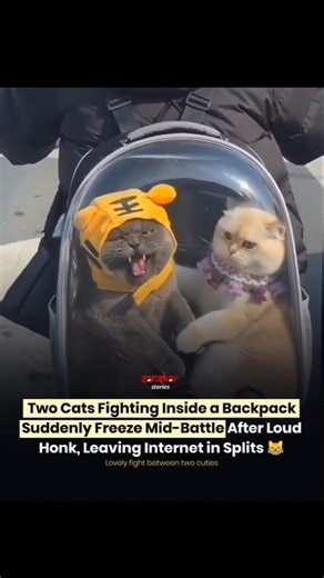 viral video of cats fighting with eachother 😂#cats #fypシ #viral #catvideos #trending #cutecat #kitty