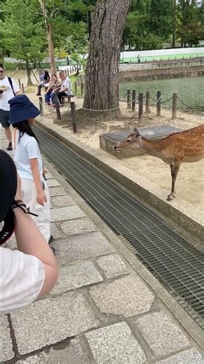 Young deer & young girl in Nara #cute #animals #pets #pet #funny #happy #日本 #japan #cat #travel #dog