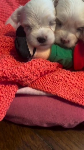 2.8K views · 149 reactions | So Cute Puppies | Maltese Community | Facebook