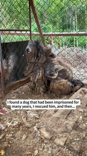 Rescue Dog's Incredible Transformation Story