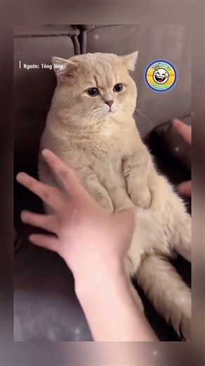 Trong mắt mèo bạn trông sẽ thế nào #giaitri #meme #funny ‪@cuoi_nghieng_nga_102‬​