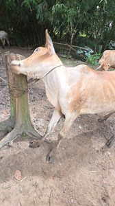Vitamin injections for beautiful cows #cow #animals #fypreel #news | Togos Halomoan Lubis