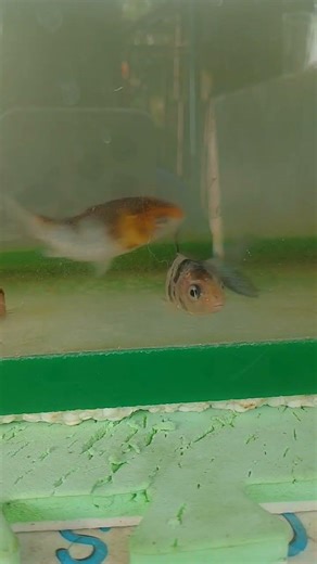 After changing water/Clean the tank