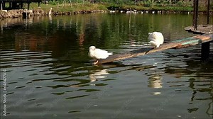Footage of Pair of White Muscovy Ducks Preening and Fluttering before Jumping into a Pond