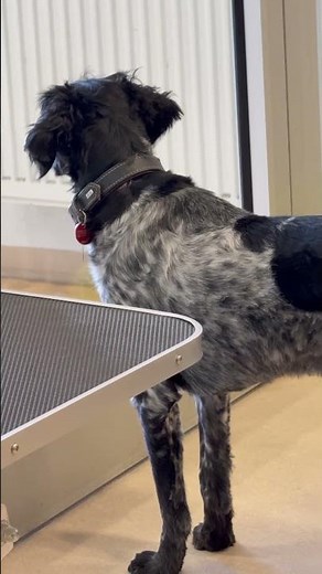 #grooming #hundesalon #pets #hundesalonamköllezoo