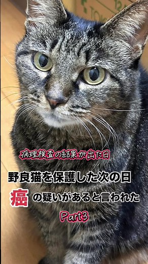 病理検査の結果、悪性のリンパ腫であることが分かりました。先生からは「緩和ケアの場合は余命2〜3ヶ月、抗がん剤治療を行う場合は半年から1年ほど、あるいはそれ以上元気に過ごせる可能性もある」と説明を受けました。現実を受け入れるのに戸惑いましたが黒まめと少しでも長く一緒に過ごせるように、抗がん剤治療を受けることを決めました。これからは週1回の抗がん剤治療が始まります。黒まめの頑張りや経過をこれからも報告していきますので、どうか温かく見守っていただけたら嬉しいので応援よろしくお願いします。 #保護猫 #野良猫 #保護猫のいる暮らし #猫